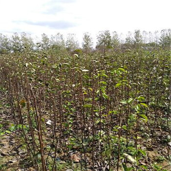 2年八月紅梨樹苗果園規(guī)劃梨樹苗價(jià)格梨樹苗出售