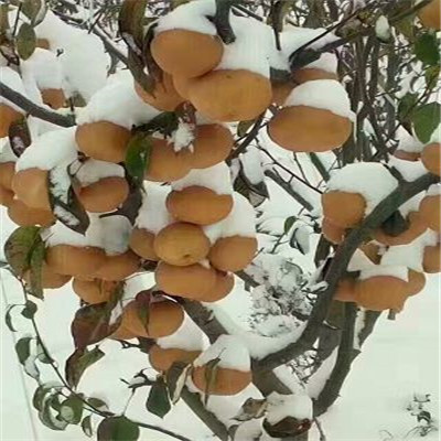 2年新梨七號(hào)梨樹苗管理方式梨樹苗價(jià)格 梨樹苗出售