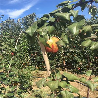 2年庫爾勒香梨樹苗供應(yīng)梨樹苗價(jià)格 梨樹苗出售