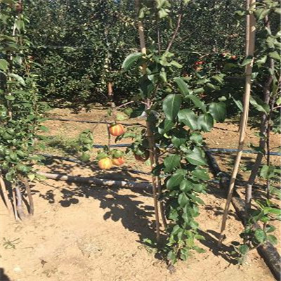 2年黃金梨樹苗種植株距行距梨樹苗價(jià)格 梨樹苗出售
