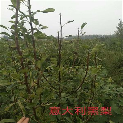 紅酥脆梨樹苗基地承諾守信2公分梨樹苗基地出售
