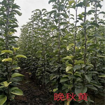 2年南水梨树苗质优梨树苗价格 梨树苗出售