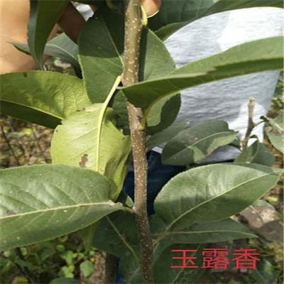 3公分意大利黑梨樹苗剪修介紹2公分梨樹苗出售