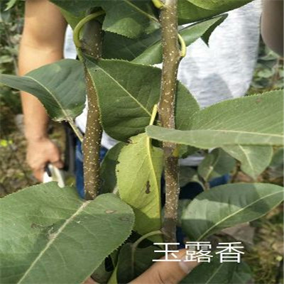 美人酥梨樹苗基地服務(wù)為先梨樹苗價格 梨樹苗出售