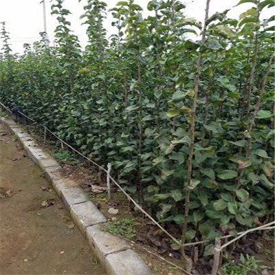 3公分意大利黑梨樹苗基地服務(wù)為先5公分梨樹苗行情