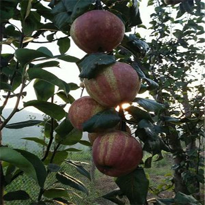 2年红香酥梨树苗品种丰富梨树苗价格 梨树苗出售