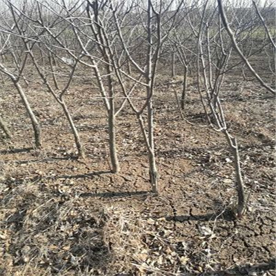 美人酥梨樹苗基地免費(fèi)寄樣2公分梨樹苗基地出售