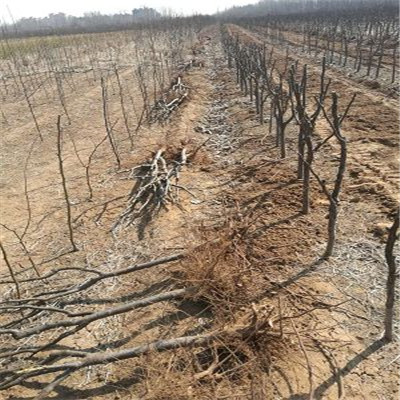 紅酥脆梨樹苗基地承諾守信2公分梨樹苗基地出售