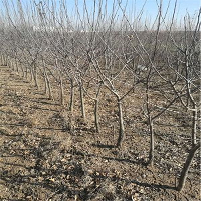 2年紅香酥梨樹苗前景好的樹苗梨樹苗價格 梨樹苗出售