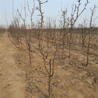 3公分早紅梨樹苗基地免費寄樣2公分梨樹苗出售