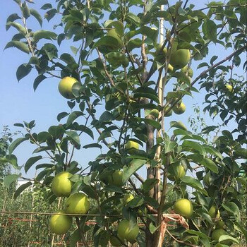 2年玉露香梨樹苗種植技術(shù)要點梨樹苗價格梨樹苗出售