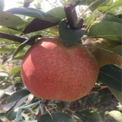 2年紅酥脆梨樹苗免費(fèi)提供種植技術(shù)梨樹苗價格 梨樹苗出售