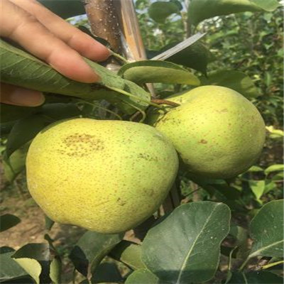 美人酥梨樹苗信息行情梨樹苗價(jià)格 梨樹苗出售