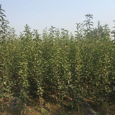 2年早酥紅梨樹苗效益高的樹苗梨樹苗價格 梨樹苗出售