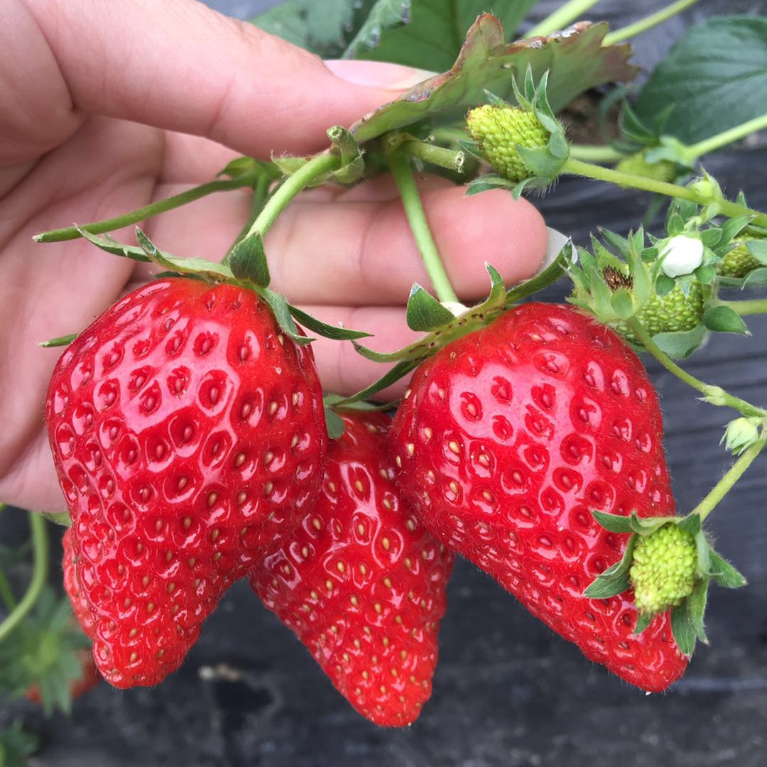 法兰地草莓苗产量高的树苗-钟楼区-丰产法兰地草莓苗长势健壮