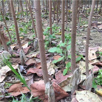 1公分鸡心黄柿子树苗种植方法/磨盘柿子树苗栽培技术