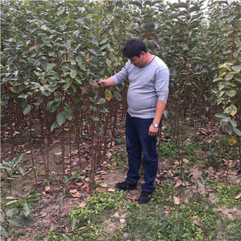 1公分澀柿子樹苗種植方法/日本甜柿子樹苗免費提供種植技術