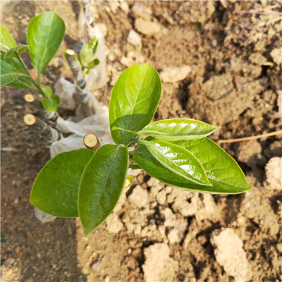 1公分富有甜柿子树苗鑫奥种植基地/新秋柿子树苗成活率高