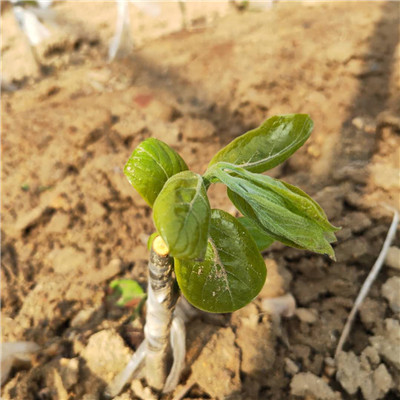 1公分鸡心黄柿子树苗种植方法/磨盘柿子树苗栽培技术