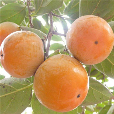 1公分羅田甜柿子樹(shù)苗生產(chǎn)基地/四周柿子樹(shù)苗基地信息推薦