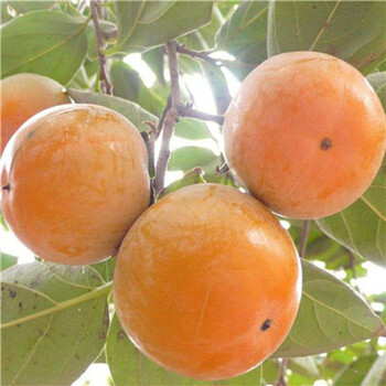 1公分四周柿子樹苗當年小苗/富有柿子樹苗種植管理