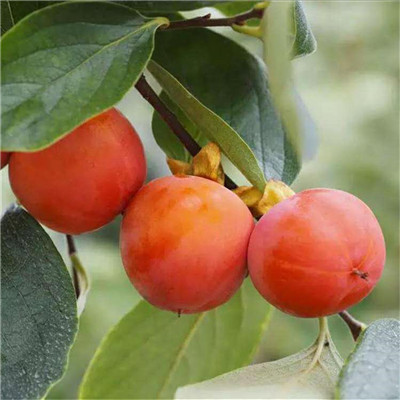 1公分黑柿子树苗管理方法/日本甜柿子树苗免费提供种植指导