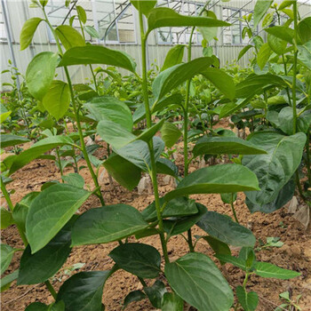 1公分黑柿子樹苗種植管理/次郎甜柿子樹苗規(guī)格廠家