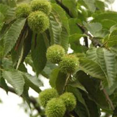 0.8公分岳山王板栗樹苗種植介紹/魁栗板栗樹苗生產(chǎn)基地