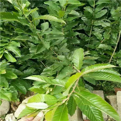 0.8公分泰山紅板栗樹苗報價/油板栗樹苗基地承諾守信