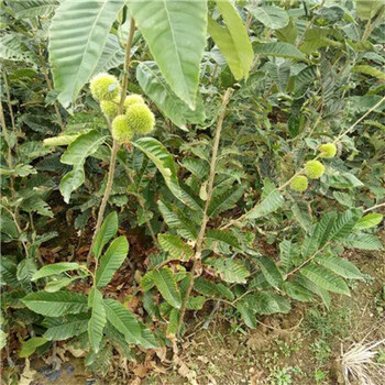 0.8公分毛板紅板栗樹苗大量出售/泰山紅板栗樹苗效益高的樹苗