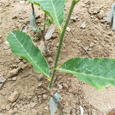 0.8公分泰山紅板栗樹苗基地出售/大紅袍板栗樹苗規(guī)格