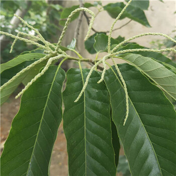 0.8公分油板栗樹苗包成活包產(chǎn)量/燕山早豐板栗樹苗培育技術(shù)