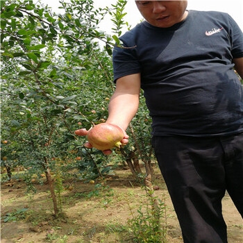 高產(chǎn)泰山紅石榴樹(shù)苗基地服務(wù)為先/凈皮甜石榴樹(shù)苗供應(yīng)