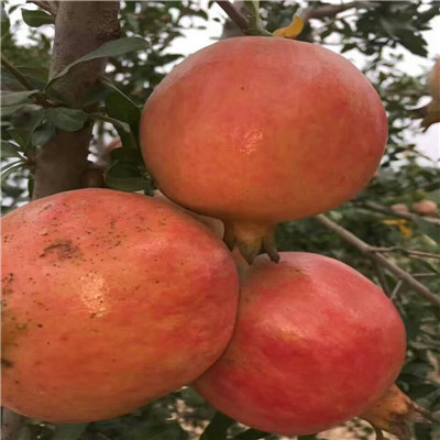高產(chǎn)大紅袍石榴樹苗種植技術(shù)要點(diǎn)/青皮軟籽石榴樹苗移栽管理