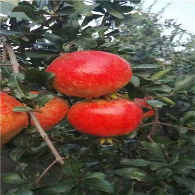 高產(chǎn)青皮軟籽石榴樹苗鑫奧種植基地/牡丹花石榴樹苗歡迎來電咨詢