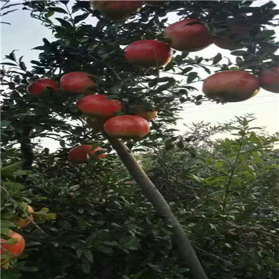 高產(chǎn)青皮軟籽石榴樹苗現(xiàn)挖現(xiàn)賣/瑪瑙籽石榴樹苗批發(fā)基地