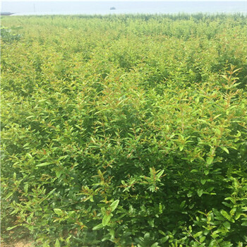高產(chǎn)紅皮甜石榴樹苗樹苗/牡丹花石榴樹苗產(chǎn)地山東