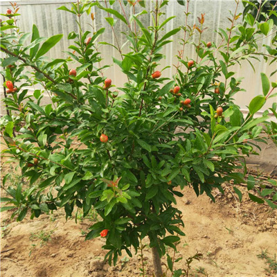 高產(chǎn)瑪瑙籽石榴樹苗樹苗/大白甜石榴樹苗栽培管理