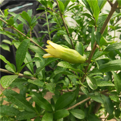 高產(chǎn)青皮軟籽石榴樹苗種植技術(shù)/紅皮甜石榴樹苗培育管理