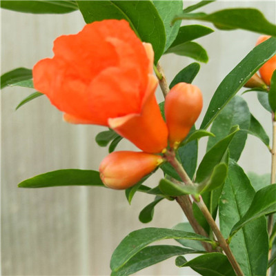 高產(chǎn)紅寶石石榴樹苗剪修介紹/凈皮甜石榴樹苗種植管理