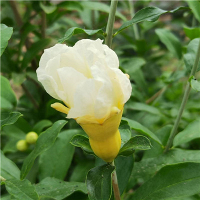 高產(chǎn)瑪瑙籽石榴樹(shù)苗基地供應/大青皮石榴樹(shù)苗免費提供種植管理