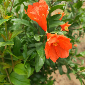 高產(chǎn)瑪瑙籽石榴樹苗種植高產(chǎn)技術(shù)/軟籽石榴樹苗詳細(xì)介紹