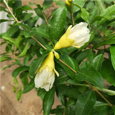 高產(chǎn)大青皮石榴樹苗大型培育基地/瑪瑙籽石榴樹苗基地供應(yīng)