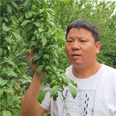1公分黑寶石李子樹苗成活率高/珍珠李子樹苗批發(fā)基地