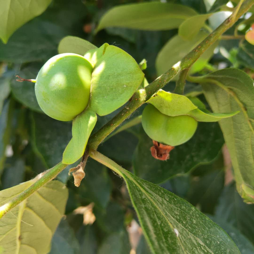 盖柿子树苗种植株距行距#柿子苗基地欢迎你