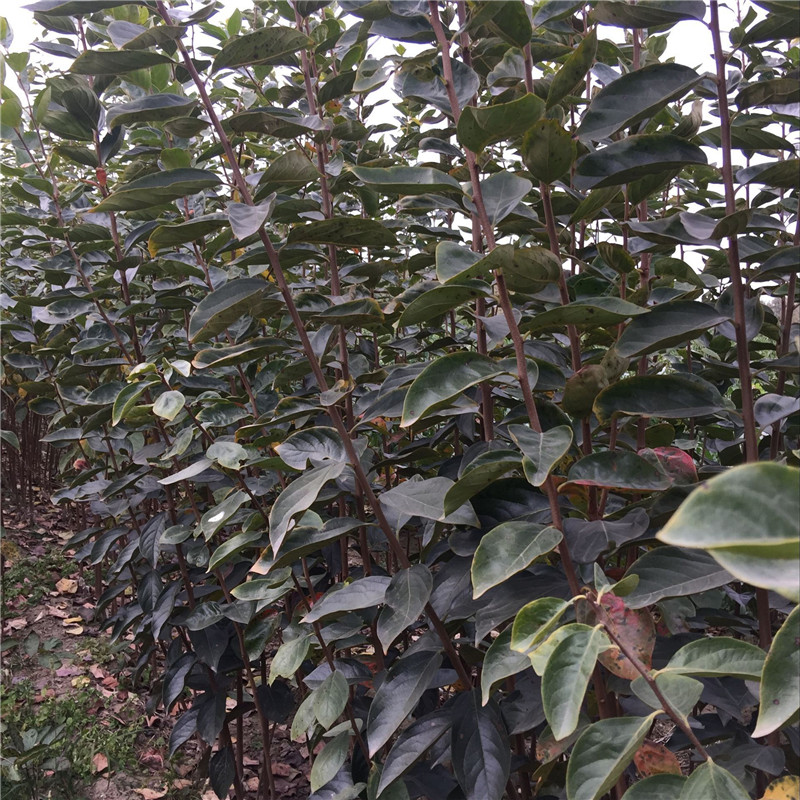 富有甜柿子樹苗栽培技術(shù)#柿子苗基地歡迎你