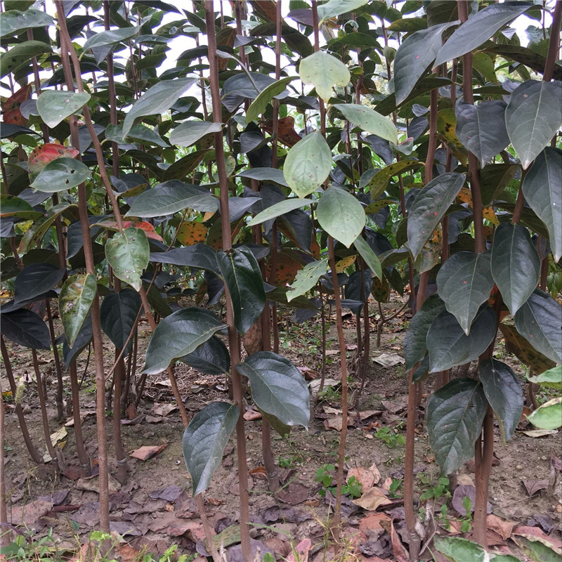 澀柿子樹(shù)苗大量預(yù)定#柿子苗基地歡迎你