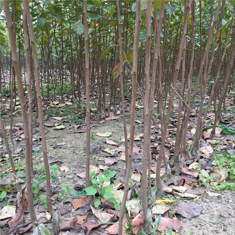 陽豐甜柿子樹苗免費提供種植管理#柿子苗基地歡迎你