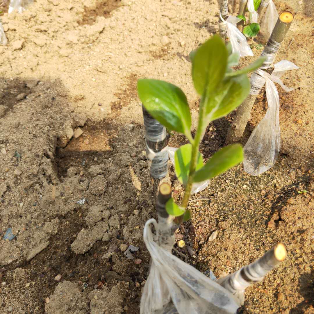 嫁接日本甜柿子树苗，规划管理