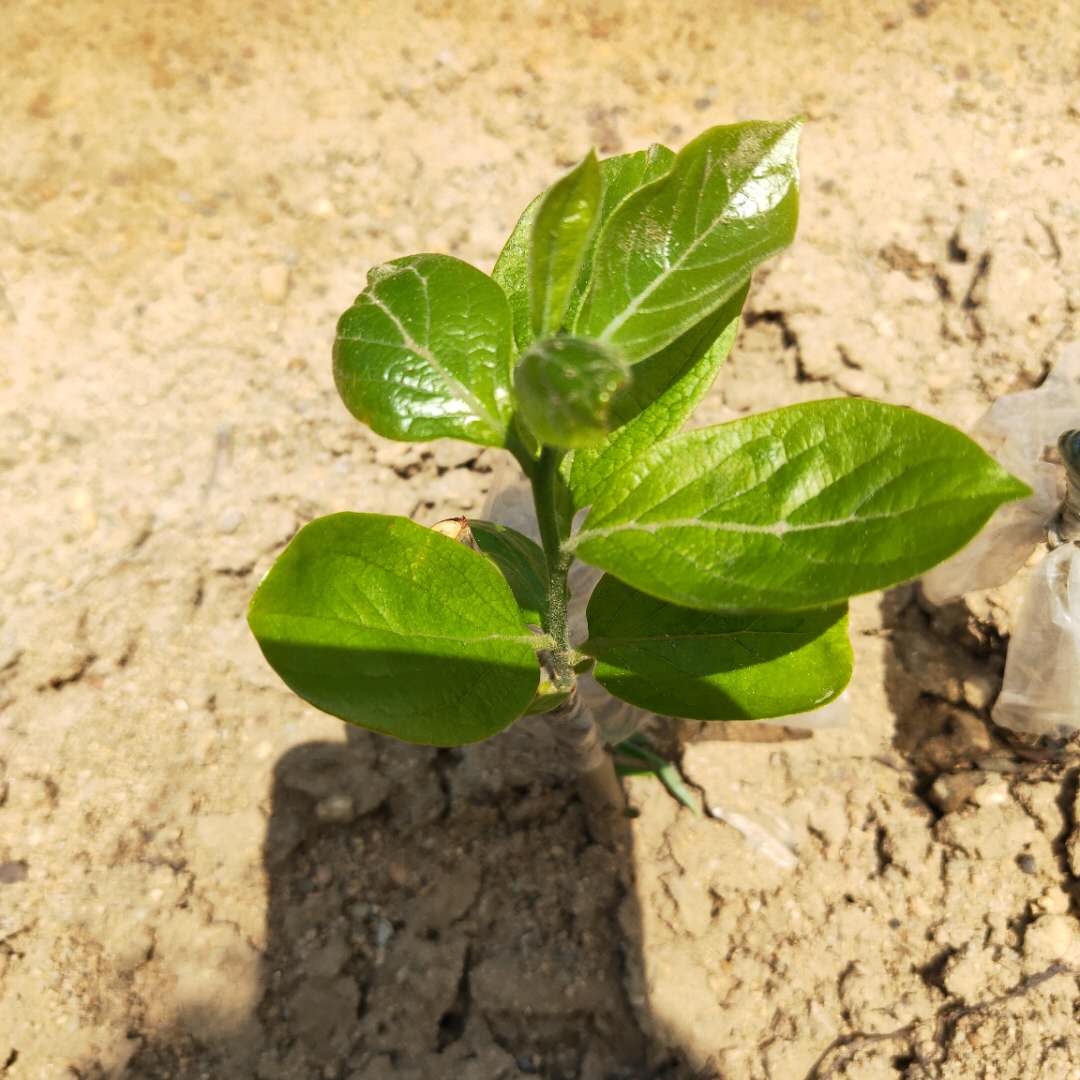 盖柿子树苗种植株距行距#柿子苗基地欢迎你